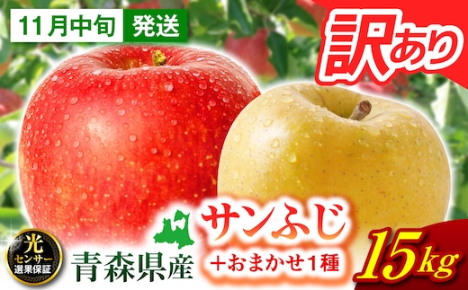 【2026年11月中旬発送】 りんご 10kg 葉とらず サンふじ 青森