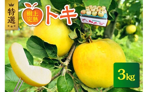 【2026年10月発送】【特選】 りんご 約3kg トキ〈樹上完熟〉 青森産