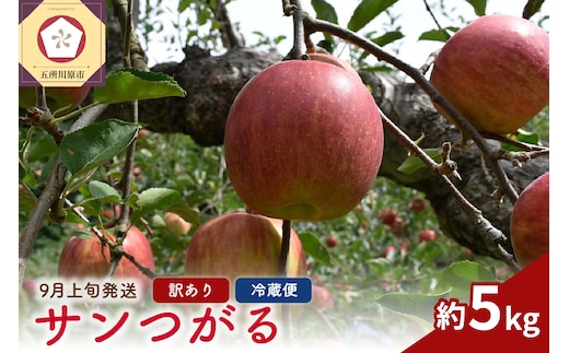 【2026年9月上旬発送】サンつがる 訳あり 約5kg