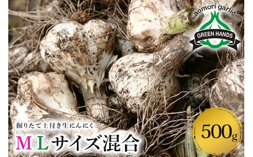 【2026年6月下旬発送開始】掘りたて 生にんにく 青森県産 ＭＬサイズ混合 500g（土つき）