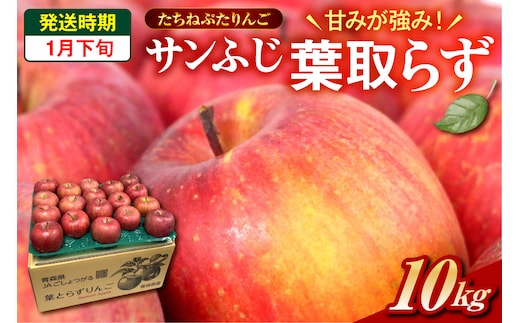 【2026年1月下旬】 たちねぷたりんご 約10kg 【青森県産】 葉取らず サンふじ りんご
