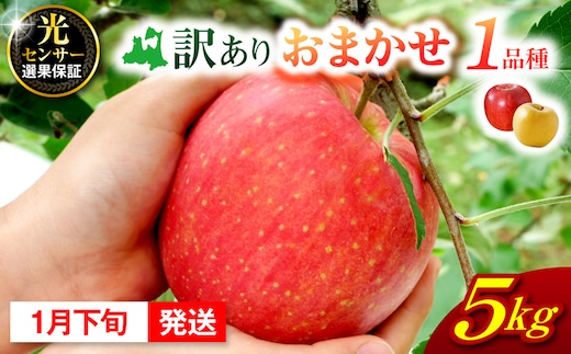 【2027年1月下旬発送】 【訳あり】 旬の美味しい りんご 約5kg 青森 産 【おまかせ1品種】