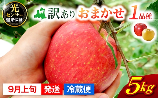 【2026年9月上旬発送】 【訳あり】 旬の美味しい りんご 約5kg 青森産 【おまかせ1品種】
