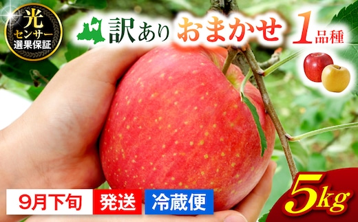 【2026年9月下旬発送】 【訳あり】 旬の美味しい りんご 約5kg 青森産 【おまかせ1品種】