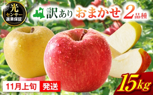 【2026年11月上旬発送】 【訳あり】旬の美味しいりんご 約15kg 青森産 【おまかせ2品種】