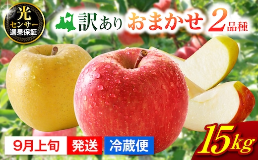 【2026年9月上旬発送】 【訳あり】旬の美味しいりんご 約15kg 青森産 【おまかせ2品種】