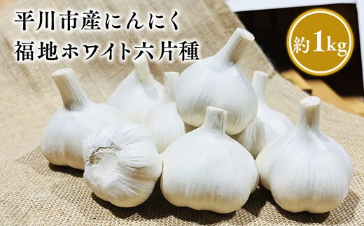 【8月~1月発送】福地ホワイト六片種 約1㎏