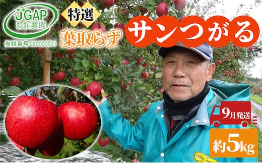 9月発送 贈答用 葉取らず サンつがる 約 5kg【 特選 】鶴翔りんごGAP部会 青森県産 津軽産 リンゴ 林檎 つがる 果物類 ギフト 