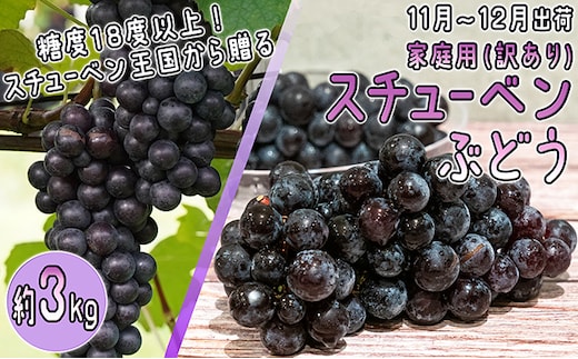11～12月 津軽ぶどう村 秀品 スチューベン ぶどう 約 3kg 訳あり 家庭用 【 青森ぶどう 青森県鶴田町産 11月 12月 果物 フルーツ ポリフェノール 甘い 高糖度 美味しい 