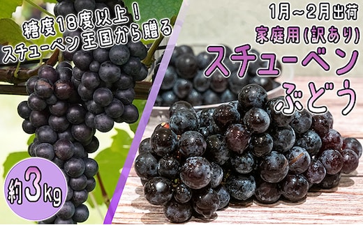 1～2月 津軽ぶどう村 秀品 スチューベン ぶどう 約 3kg 訳あり 家庭用 【 青森ぶどう 青森県鶴田町産 11月 12月 果物 フルーツ ポリフェノール 甘い 高糖度 美味しい 