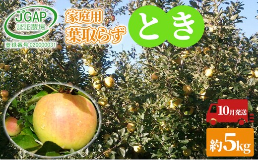10月発送 家庭用 葉取らず とき 約 5kg【 訳あり 】鶴翔りんごGAP部会 青森県産 津軽産 リンゴ 林檎 トキ 果物類 フルーツ りんご 