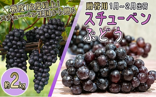 1～2月 津軽ぶどう村 スチューベン ぶどう 約 2kg 特秀 ～秀 糖度18度以上【 青森ぶどう 青森県鶴田町産 1月 2月 果物 フルーツ 高糖度 ギフト 贈答用 ポリフェノール】