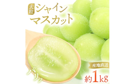 【先行予約】シャインマスカット 約1kg (AR032) 9月下旬発送開始 紫波町産 贈答品 ギフト フルーツ 果物 葡萄 ブドウ ぶどう 2房 高品質 完熟 甘い 新鮮 