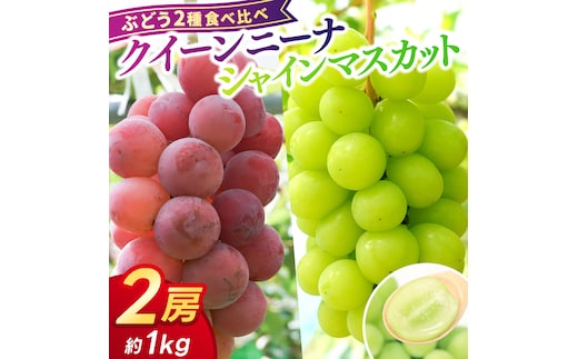 【先行予約】ぶどう 2種 食べ比べ セット 約1kg (各1房) (AR033) シャインマスカット クイーンニーナ 2026年産 希少品種 数量限定 岩手県 紫波町産 産地直送 フルーツ 葡萄 ブドウ 高品質 完熟 甘い 新鮮