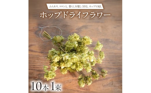 ホップドライフラワー 10本 1束 【2026年9月上旬以降発送】 ホップ ドライフラワー ボタニカル 観葉植物 装飾 ほっぷ ドライグリーン (CG001)