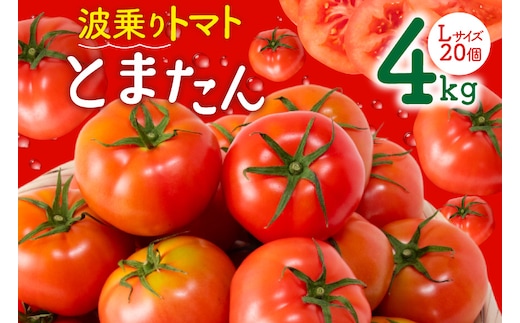 【期間限定発送】波乗り トマト とまたん 4kg (20個入) [サンフレッシュ小泉農園 宮城県 気仙沼市 20564139] 野菜 とまと 国産 夏野菜 やさい さっぱり サラダ サッパリ 新鮮 甘い カプレーゼ リコピン