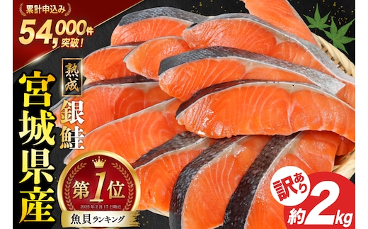 訳あり 宮城県産 熟成 銀鮭 切身 約2kg [宮城東洋 宮城県 気仙沼市 20563343] 鮭 海鮮 魚介類 国産 さけ 鮭 甘口 サケ 鮭切身 シャケ 切り身 冷凍 おかず 弁当 支援 事業者支援 サーモン 魚 銀鮭切り身
