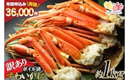 訳あり ボイル ずわいがに 肩付き脚 総重量1kg [カネダイ 宮城県 気仙沼市 20564325] カニ かに 魚介類 ズワイガニ ずわい蟹 ズワイ蟹 ずわい ズワイ 蟹 カニ カニ脚 蟹脚 不揃い 規格外 海鮮 ご褒美