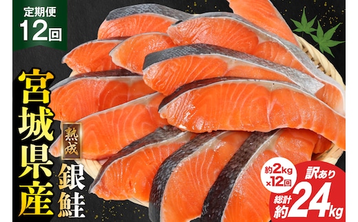 定期便 《12ヶ月連続お届け》 訳あり 宮城県産 熟成 銀鮭 切身 約2kg×12回 計24kg [宮城東洋 宮城県 気仙沼市 20564498] 魚 鮭 海鮮 国産 さけ 鮭 甘口 サケ 鮭切身 シャケ 切り身 冷凍 おかず 弁当 支援 事業者支援 サーモン