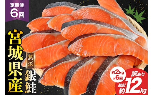 定期便 《6ヶ月連続お届け》 訳あり 宮城県産 熟成 銀鮭 切身 約2kg×6回 計12kg [宮城東洋 宮城県 気仙沼市 20564499] 魚 鮭 海鮮 国産 さけ 鮭 甘口 サケ 鮭切身 シャケ 切り身 冷凍 おかず 弁当 支援 事業者支援 サーモン