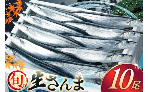 【期間限定発送】 生 さんま 10尾 [阿部長商店 宮城県 気仙沼市 20565760] 魚 サンマ 秋刀魚 生鮮 鮮魚 季節限定