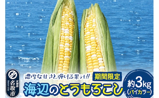【期間限定】濃厚な甘さと弾ける果汁！海辺のとうもろこし【バイカラー】約3kg（7～8本程度）バイカラーコーン [今が旬 トウモロコシ とうもろこし きみ キミ きび とうきび 甘い 宮城県名取市産 国産]