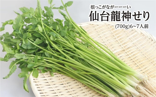 【期間限定】根っこがながーーーい 仙台龍神せり(700g)6～7人前 [せり 仙台名物 セリ 野菜 鍋にどうぞ]