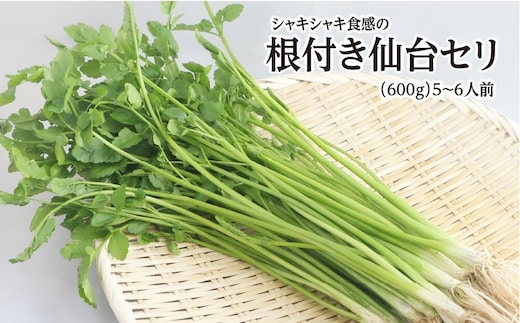 【期間限定】シャキシャキ食感の根付き仙台セリ（600g）5～6人前 [せり 仙台名物 セリ 野菜 鍋にどうぞ]
