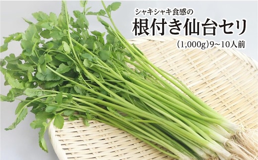 【期間限定】シャキシャキ食感の根付き仙台セリ（1,000g）9～10人前 [せり 仙台名物 セリ 野菜 鍋にどうぞ]