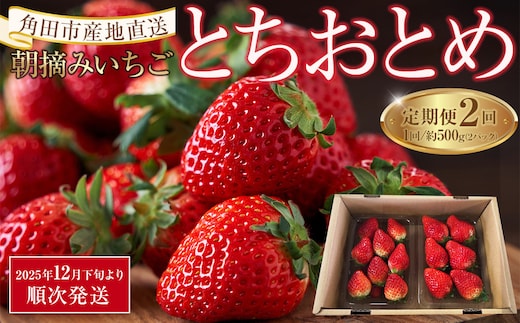 【定期便2回】【角田市産地直送】朝摘みいちご「とちおとめ」合計約500g（250g×2パック）