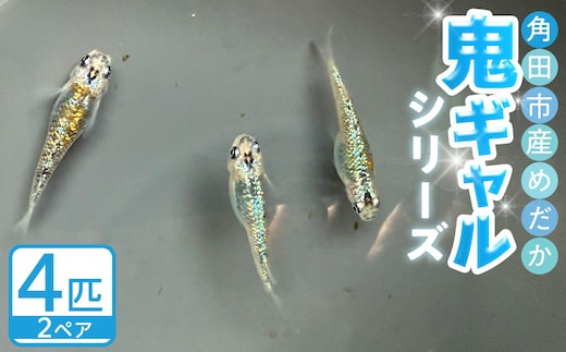 角田市産めだか（鬼ギャルシリーズ） 2ペア