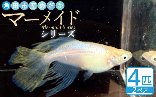 角田市産めだか（マーメイドシリーズ） 2ペア