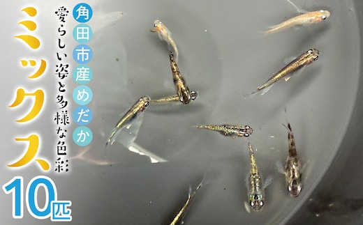 角田市産めだか（ミックス）10匹
