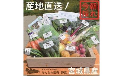 岩沼 みんなの家の 「 みんなの野菜 ! 」 朝どれ 野菜 8～10個 セット 詰め合わせ