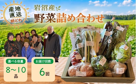 【定期便6ヶ月】宮城県 岩沼産 産地直送 朝どれ 新鮮野菜 8～10種類 詰め合わせセット