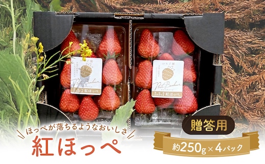 大河原町のいちご 完熟いちご 4パック 果物 フルーツ 苺 紅ほっぺ かおり みずみずしい ジューシー 期間限定 季節限定 いちご 小分け