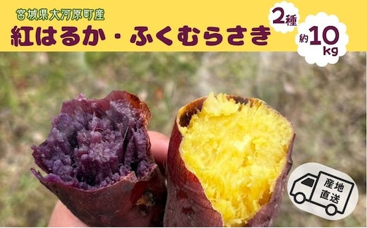 さつまいも 約10kg 2種詰合せ 紅はるか ふくむらさき サツマイモ 宮城県産 甘い 秋 冬 スイーツ 産地直送 宮城県 大河原町