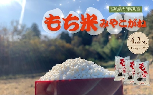 令和7年度産 宮城県大河原町産 みやこがね 4.2kg(1.4kg×3) もち米 餅米 こめ コメ モチ もち もち米 お餅 餅