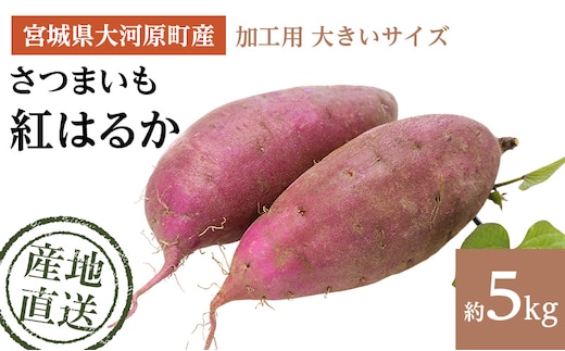 さつまいも 約5kg 紅はるか 加工用 大きいサイズ サツマイモ 宮城県産 甘い 秋 冬 スイーツ いも 産地直送 宮城県 大河原町