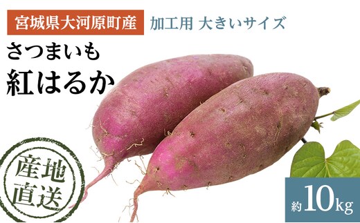 さつまいも 約10kg 紅はるか 加工用 大きいサイズ サツマイモ 宮城県産 甘い 秋 冬 スイーツ いも 産地直送 宮城県 大河原町