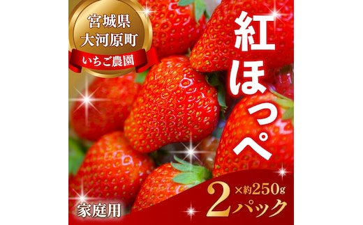 大河原町のいちご 完熟いちご 2パック 果物 フルーツ 苺 紅ほっぺ かおり みずみずしい ジューシー 期間限定 季節限定 家庭用
