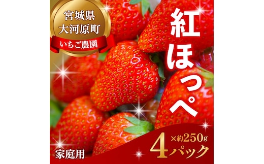 大河原町のいちご 完熟いちご 4パック 果物 フルーツ 苺 紅ほっぺ かおり みずみずしい ジューシー 期間限定 季節限定 家庭用