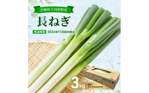 長ねぎ 約3kg 新鮮 野菜 ねぎ 葱 野菜 やさい 新鮮 鍋 薬味 焼きネギ 業務用 家庭用 宮城県 大河原町