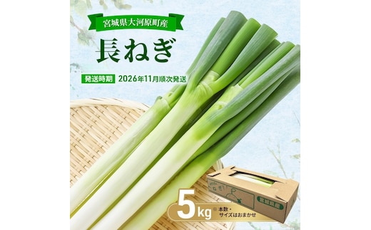 長ねぎ 約5kg 新鮮 野菜 ねぎ 葱 野菜 やさい 新鮮 鍋 薬味 焼きネギ 業務用 家庭用 宮城県 大河原町
