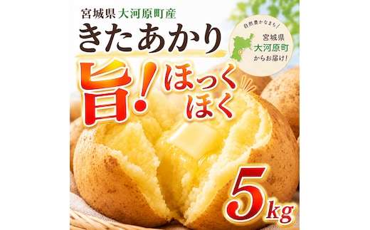 じゃがいも きたあかり 5kg 産地直送 農家直送 野菜 キタアカリ 甘い ホクホク ポテトサラダ コロッケ じゃがバター 常温 保存 備蓄 大容量 サイズ 不揃い 混合 家庭用 おうちごはん 送料無料 大河原町