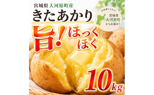 じゃがいも きたあかり 10kg 産地直送 農家直送 野菜 キタアカリ 甘い ホクホク ポテトサラダ コロッケ じゃがバター 常温 保存 備蓄 大容量 サイズ 不揃い 混合 家庭用 おうちごはん 送料無料 大河原町