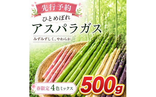 【先行予約】春限定 ひとめぼれアスパラガス 500g 4色 食べ比べ グリーン パープル ピンク ホワイト 産地直送 農家直送 野菜 新鮮 旬 アスパラ 春野菜 サラダ カラフル バーベキュー BBQ おすそ分け ファミリー