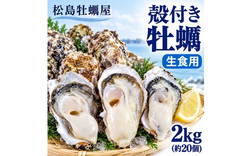 【先行予約の生牡蠣】殻付き 牡蠣 生食用 2kg (約20個) 宮城県産 送料無料 生牡蠣 かき カキ 牡蛎 松島牡蠣屋 産地直送 ふるさと納税 魚介類 バーベキュー BBQ ギフト