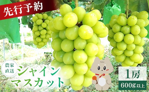 【先行予約】《2026年9月下旬～11月下旬出荷》 宮城県丸森町産 シャインマスカット 1房(1房 600g以上)【48002】