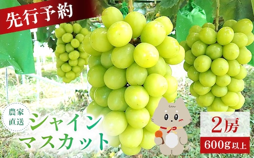 【先行予約】《2026年9月下旬～11月下旬出荷》 宮城県丸森町産 シャインマスカット 2房(1房 600g以上)【4800302】